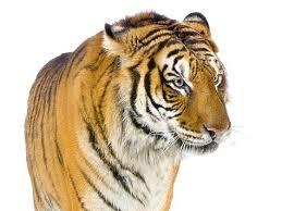 тематические занятия о тиграх