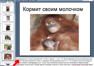 презентация обезьяны